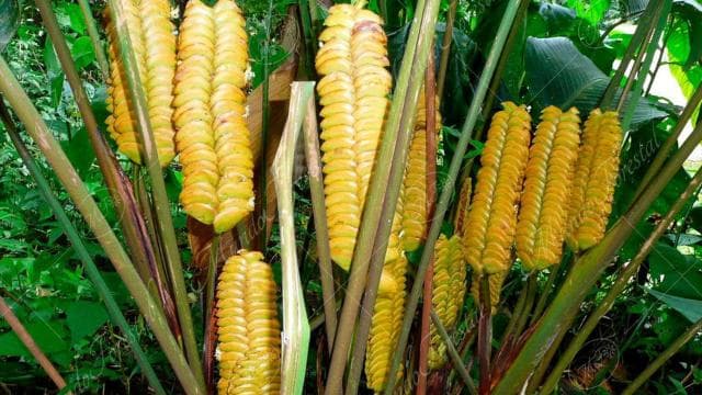 Monteverde: Cloud Forest Guided Walk