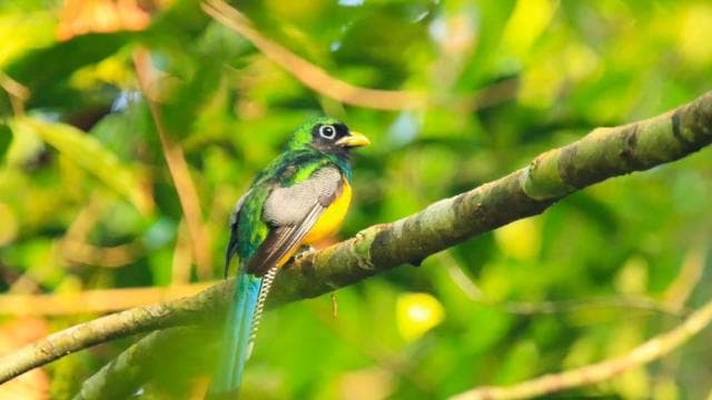 Drake Bay - Bird Watching Tour