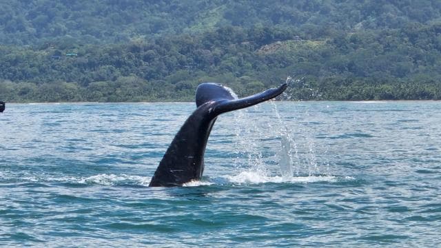 Uvita: Whale Watching Tour in Marino Ballena National Park