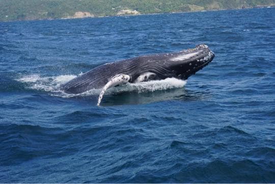 Whale Watching + Cayo Levantado from Sabana de la Mar