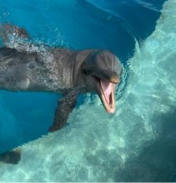 Punta Cana: Enjoy Dolphin Free Hotel Pickup