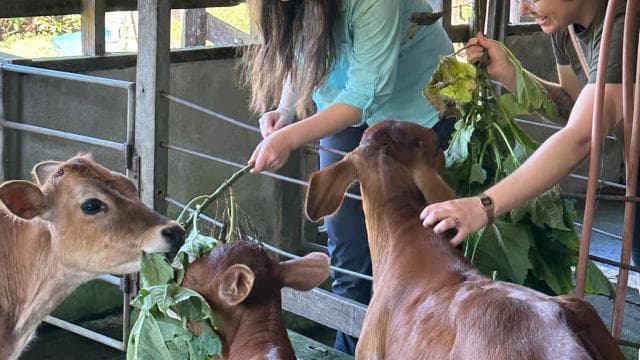 Monteverde: Finca El Paraiso Cheese Farm Tour