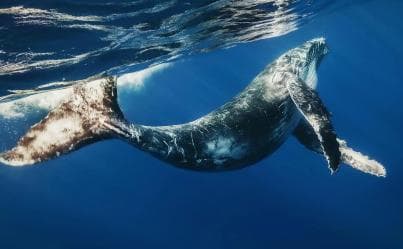 From Santo Domingo: Whale Watching & Cayo Levantado