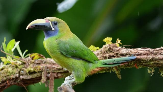 Monteverde: Exploring the Cloud forest