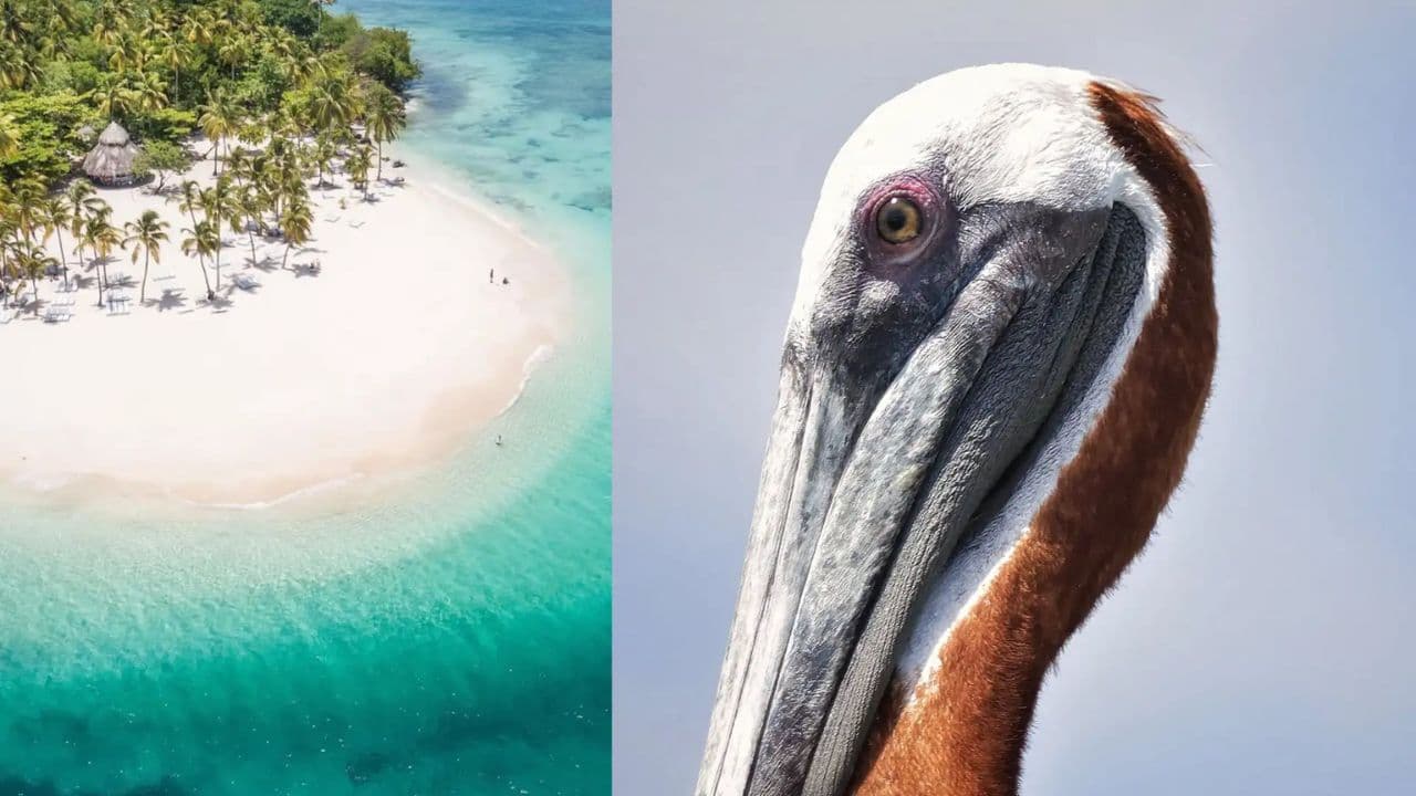 Samana: El Limon + Cayo Levantado with Lunch Included