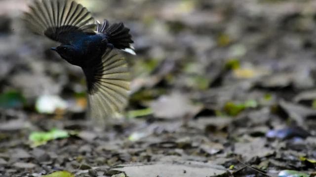 Monteverde: Cloud Forest Guided Nature Tour