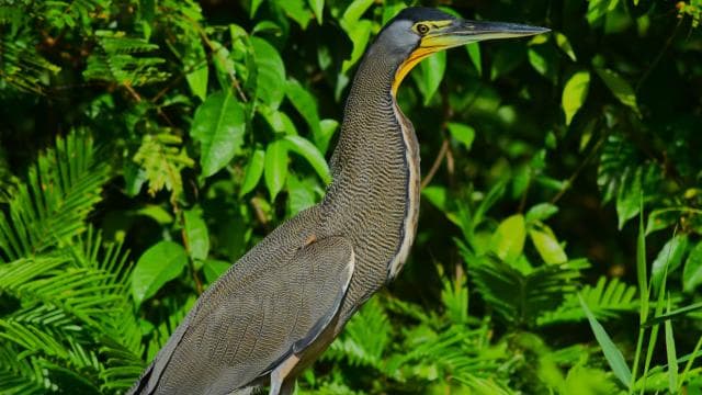 Canoe, night and day hike in Tortuguero National Park