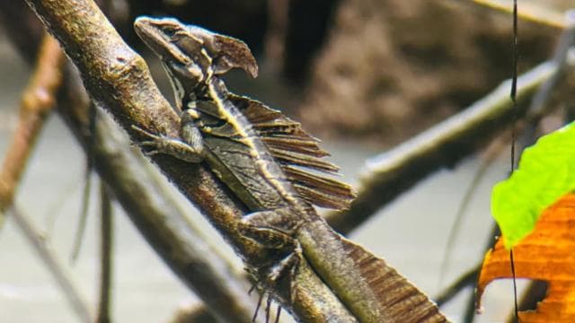Guided hike through the Manuel Antonio jungle with optical equipment.