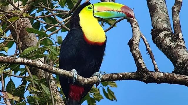 Curicancha Reserve Birdwatching Tour