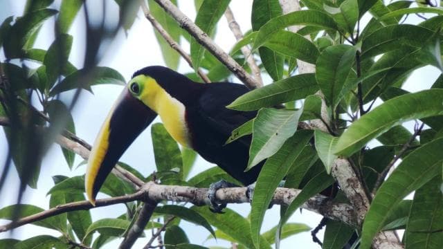 Manuel Antonio National Park Combo Tour from San Jose