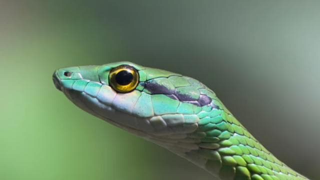 Manuel Antonio National Park Full Wildlife