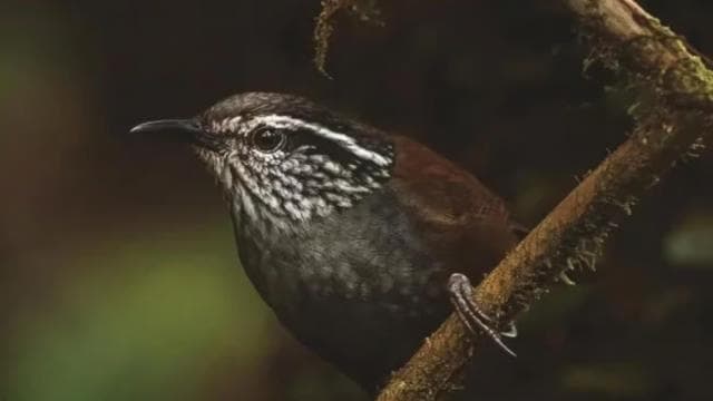 Monteverde: Cloud Forest Reserve Guided Hike