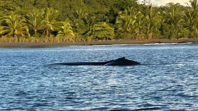 Puerto Jiménez: Dolphin Watching with a Snorkeling Stop