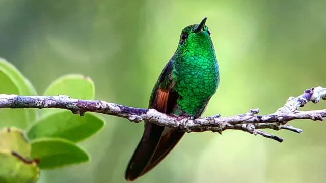 Curicancha Reserve Birdwatching Tour