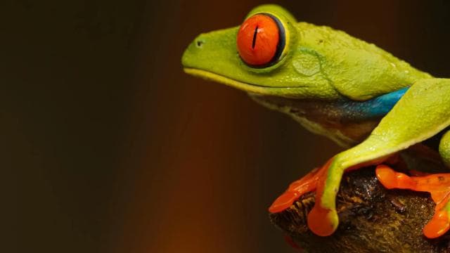 Fortuna: Arenal Volcano Rainforest Night Tour (Private)