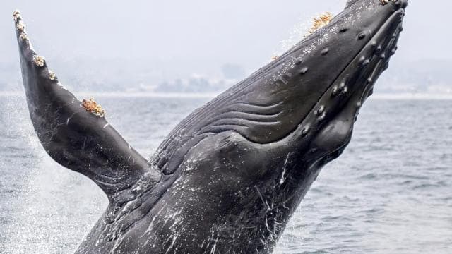 Drake Bay: Dolphin and Whale Watching Tour