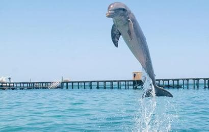 Punta Cana Dolphin Experience: 50 Minutes of Water Fun