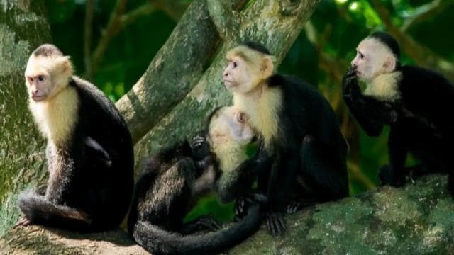 Manuel Antonio Park: Guided Tour with Ticket