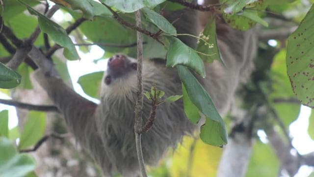 La Fortuna: Safari Float on the Penas Blancas River