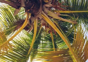 Punta Cana: Whale Watching and Bacardi Island Day Trip