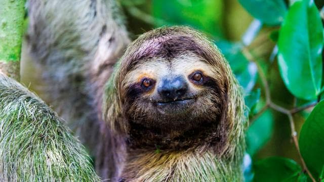Uvita: Private Guided Tour - Sloth Watching Trail Costa Rica