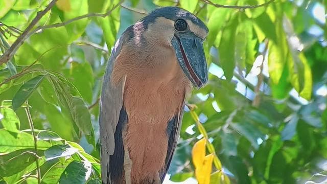Manuel Antonio: Kayak Tour in the Mangroves to see animals
