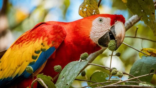 Uvita:Scarlet Macaws in Marino Ballena National Park Parrots
