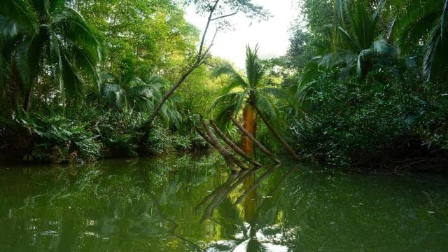 Quepos: Kayak Tour in the Mangroves Near Manuel Antonio Park