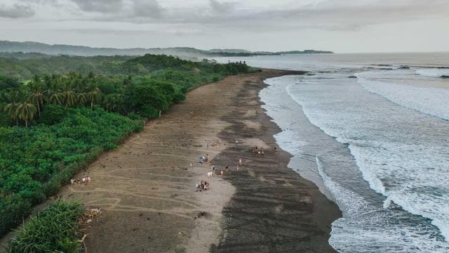 Costa Rica: Hundreds of thousands Olive Ridley Sea Turtles
