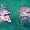 Punta Cana: Dolphin Experience in the Sea
