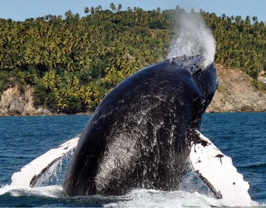Punta Cana: Miches Whale Watching Catamaran Tour with Snacks 