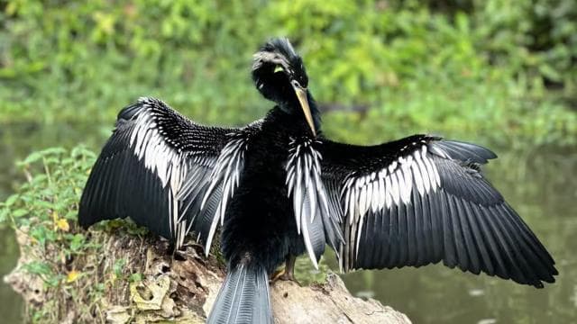 Tortuguero: Tour to the Canals in Tortuguero National Park
