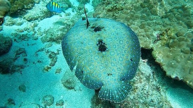 Drake Bay: Snorkeling Tour in Caño Island with Lunch