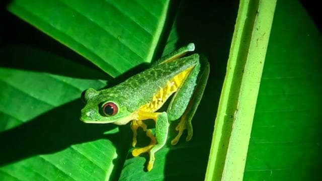 Manuel Antonio: Jungle Night Tour and Buttlerfly Garden