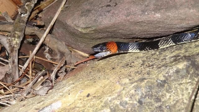 Cahuita: Night Reptile Tour with Specialist Guide