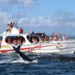 Samana: Whale Watching and Cayo Levantado Full Day Tour