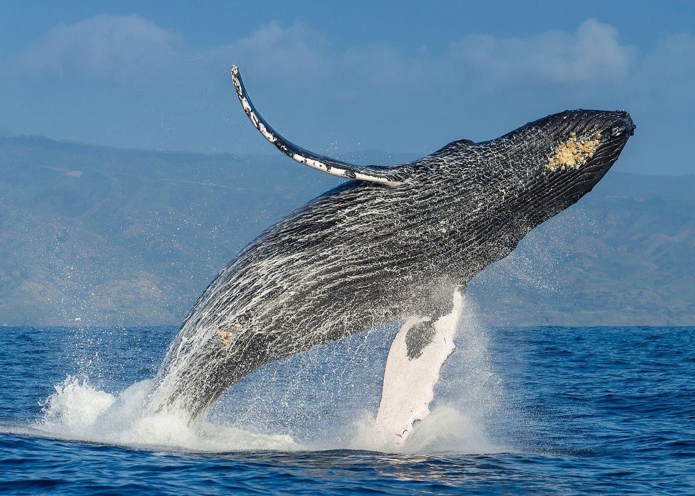 Whale watching + cay raised from Punta Cana