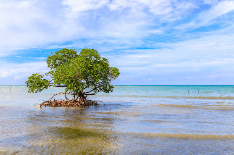 Transfer to Cayo Jutías