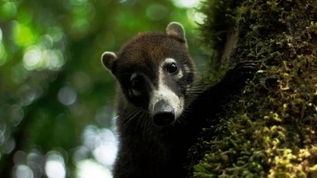 Monteverde: Waterfalls, Wild Trekking and Horseback Riding