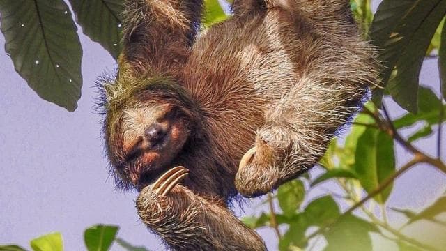 La Fortuna: Bogarin Trail Sloth-Watching Tour with Guide