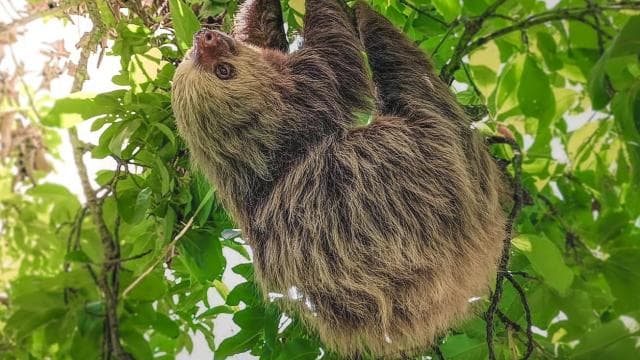 La Fortuna: Sloth & Wildlife Nature Walk