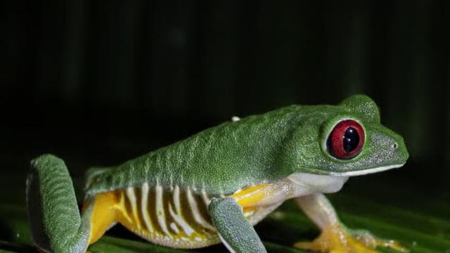 Manuel Antonio Night Jungle Tour