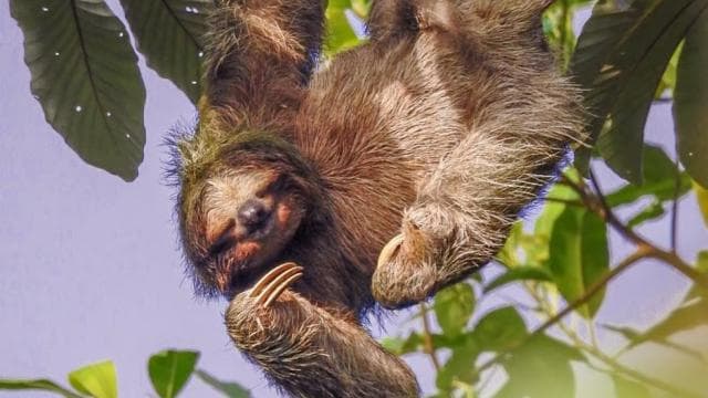 La Fortuna: Sloth & Wildlife Nature Walk