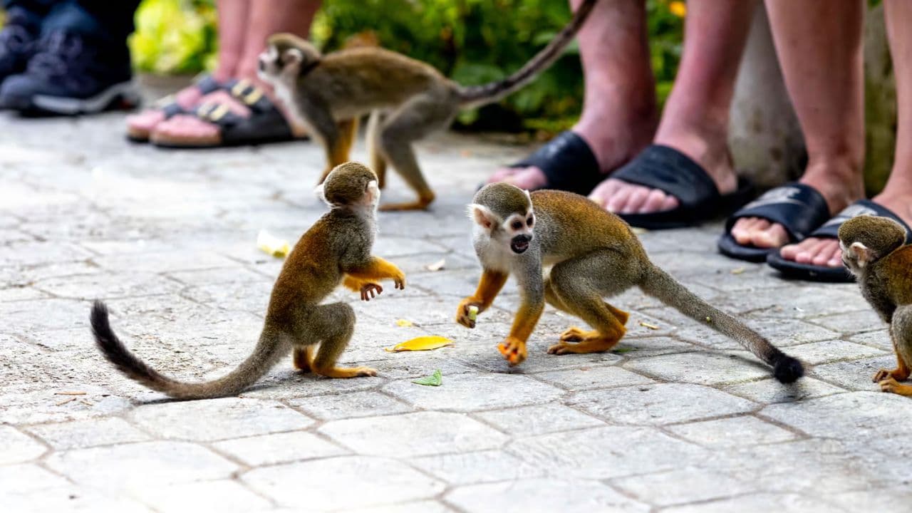 Punta Cana: Monkeyland and Plantation Tour