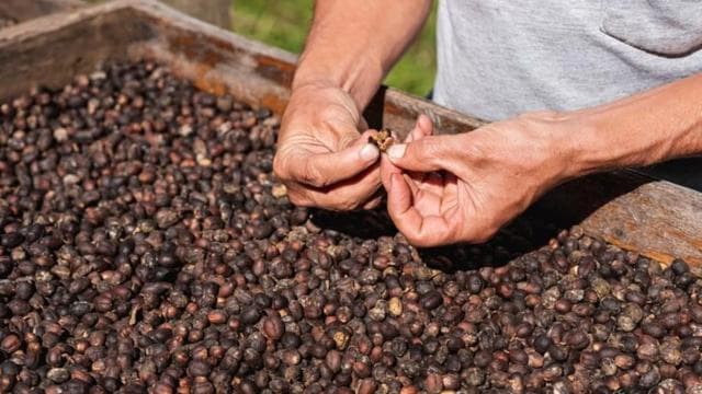 Monteverde: Coffee, Sugar Cane, and Chocolate Tour
