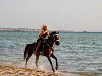 Makadi Bay: Horse Riding in Desert & Sea w Guide + Transfers