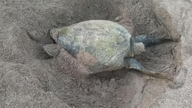 Turtle Nesting/Hatching on a secluded beach near Tamarindo