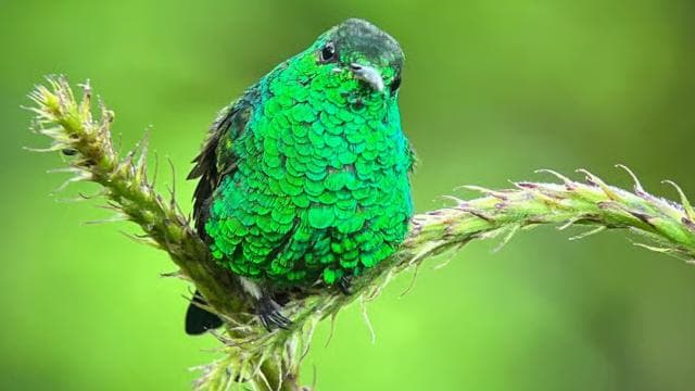 Monteverde: Birdwatching Half-Day Tour