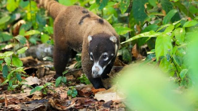 Corcovado National Park- Sirena/San Pedrillo Station - 1 Day