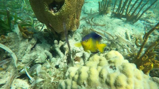 Fajardo: Snorkeling Gear Rental